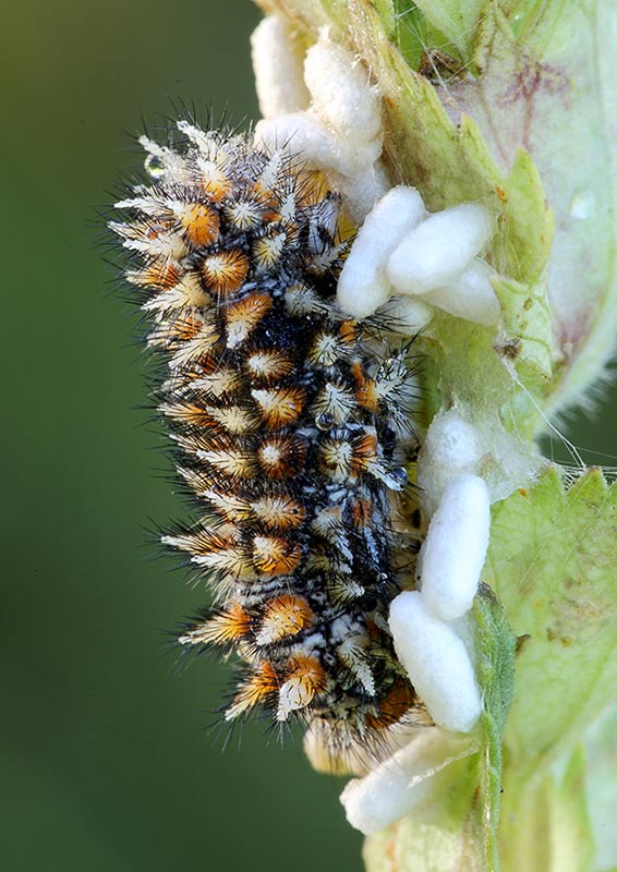 Predatori di farfalle